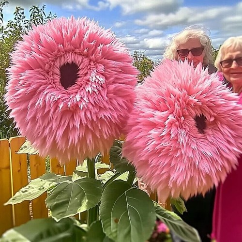 20x award winning pink giant - winning,
