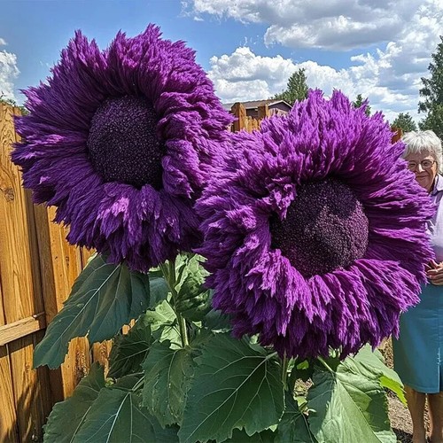 20x award winning rare - 20x, purple