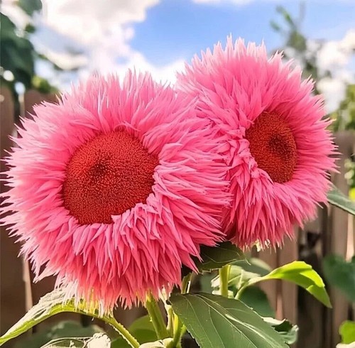 20x bright pink - giant, teddy